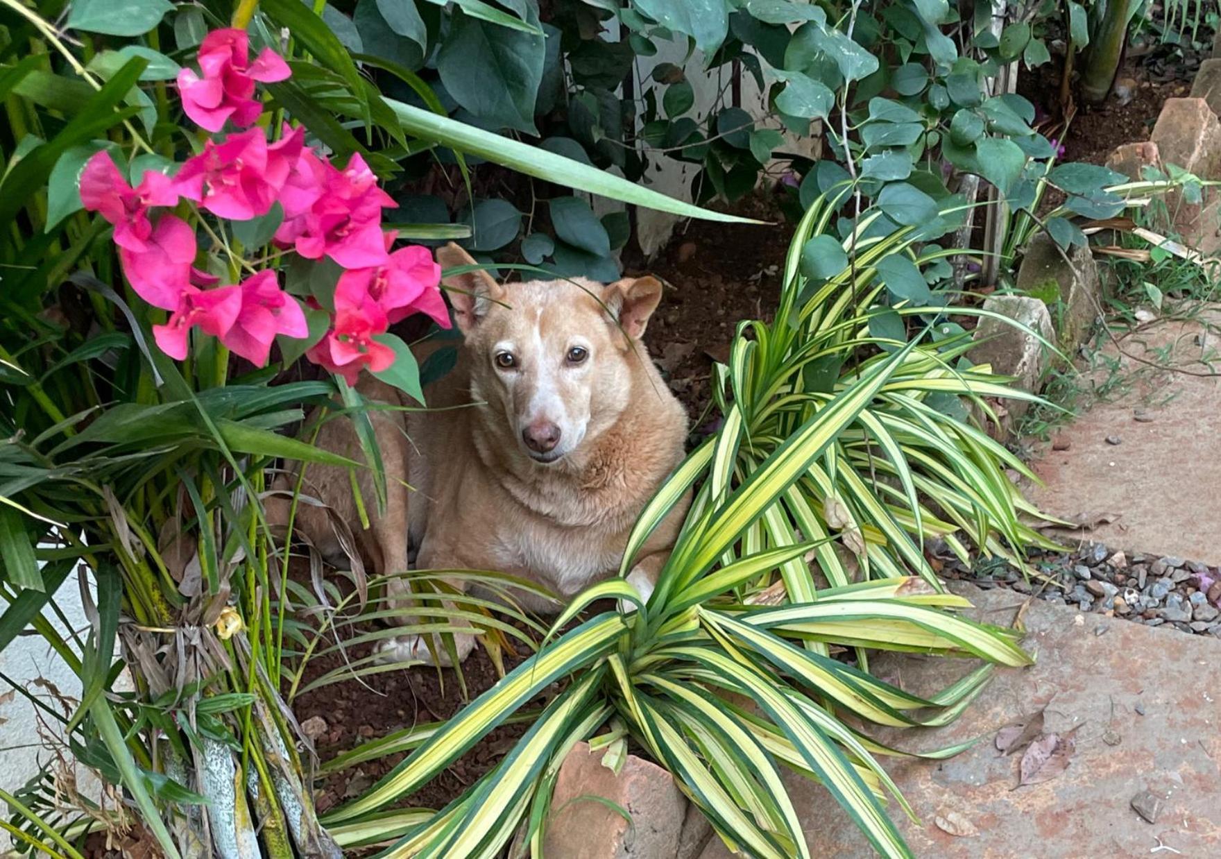 Hotel Hippie Paws Mandrem Esterno foto